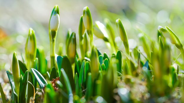 Snowdrop with blossom on sunlight, revival of spring flower with bud, the awakening of nature. Long width banner