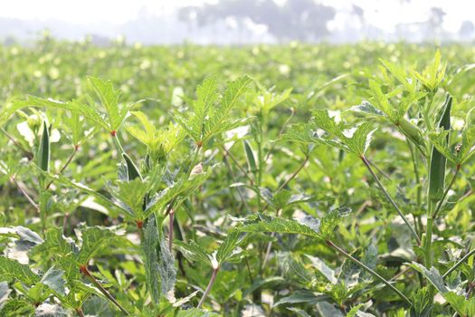 green colored lady finger firm for harvest