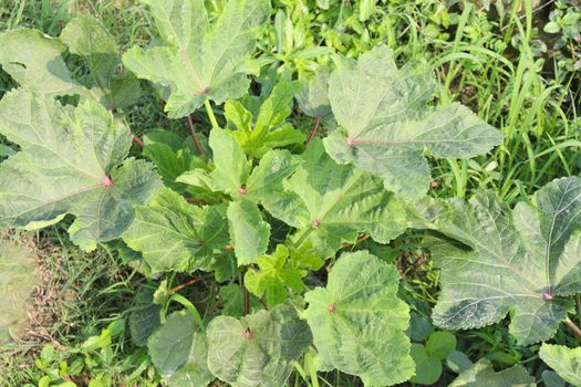 green colored lady finger firm for harvest