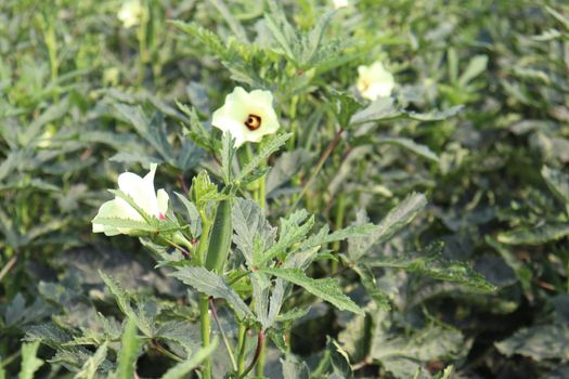 green colored lady finger firm for harvest