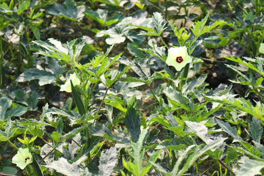 green colored lady finger firm for harvest