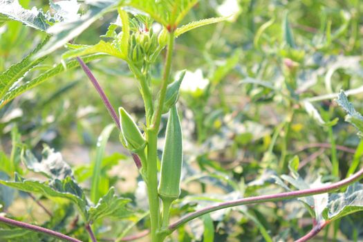 green colored lady finger on tree in firm for harvest
