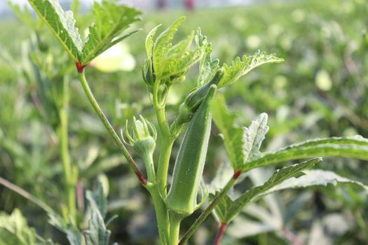 green colored lady finger on tree in firm for harvest