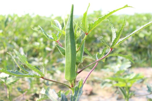 green colored lady finger on tree in firm for harvest