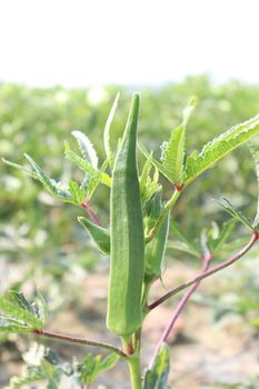 green colored lady finger on tree in firm for harvest