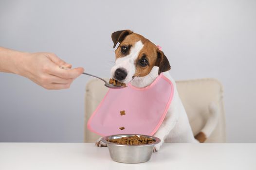 A woman feeds her pet dry food from a spoon. Dog jack russell terrier at the dining table in a bib