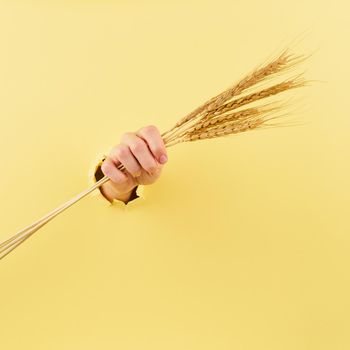 young hand with spikelet in the bursted hole, the concept of strength, agriculture theme