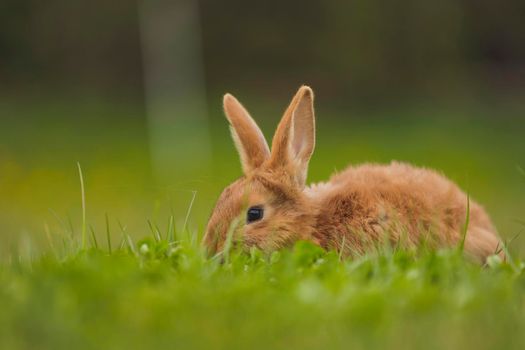 orange rabbit on the lawn grazes the grass