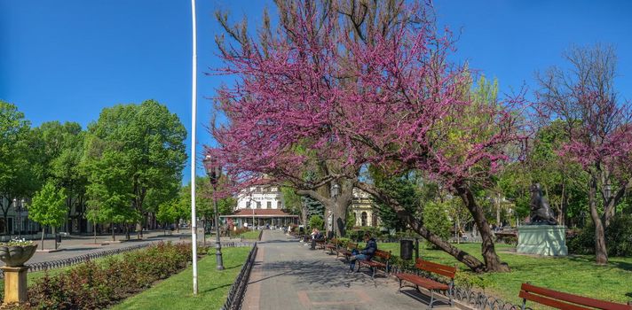 Odessa, Ukraine 06.05.2022. Blooming Judas tree in the City garden in Odessa during the war in Ukraine on a sunny spring day