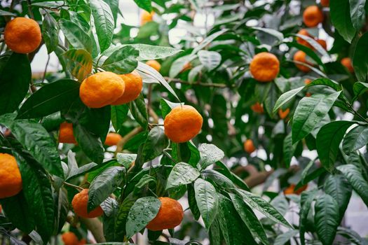 Tangerine. Mandarin tree with ripe fruits. Orange fruit tree. Branch with fresh ripe citrus and leaves, soft focus