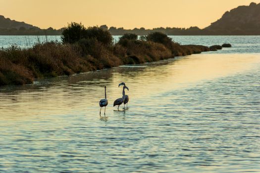 Wildlife scenery view with beautiful flamingos wandering at sunset in gialova lagoon, Messinia, Greece.