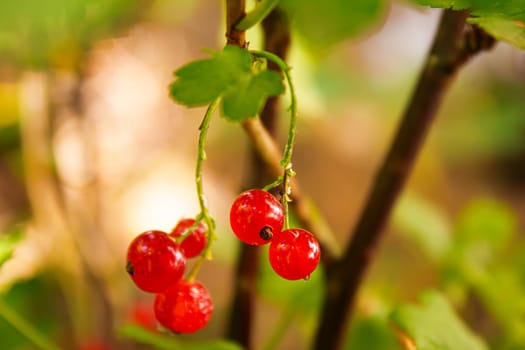 Lingonberry close-up. old little lingonberry. selective focus.Food