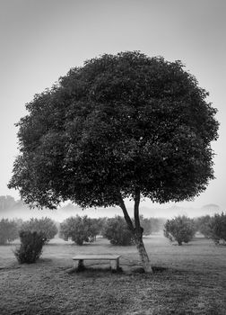 Loneliness solitude sadness background - lonely tree and seating bench in morning mist fog. Black and white version