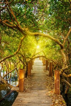 Tropical exotic travel concept - wooden bridge in flooded rain forest jungle of mangrove trees near Kampong Phluk village, Cambodia