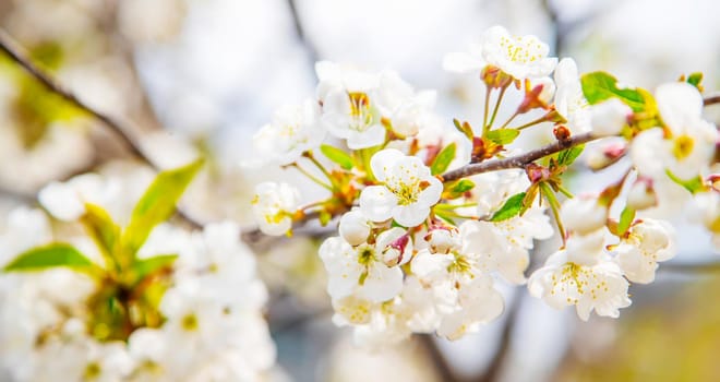 Blooming tree in the garden. Selective focus nature.