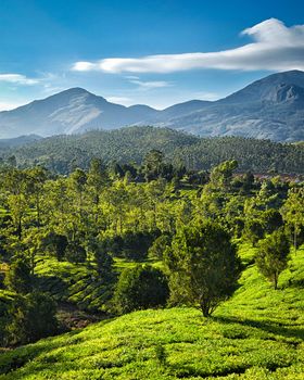 Green tea plantations on sunrise in Munnar, Kerala, India