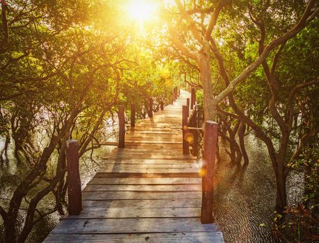 Tropical exotic travel concept - wooden bridge in flooded rain forest jungle of mangrove trees near Kampong Phluk village, Cambodia. With lens flare