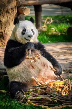 Chinese tourist symbol and attraction - giant panda bear eating bamboo. Chengdu, Sichuan, China