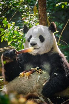 Chinese tourist symbol and attraction - giant panda bear eating bamboo. Chengdu, Sichuan, China