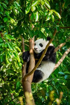 Chinese tourist symbol and attraction - cute giant panda bear cub on tree. Chengdu, Sichuan, China