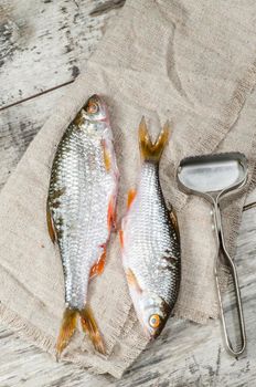 Two roaches fish on a linen napkin, near the old cutlery. From the series "Still Life with fresh fish"