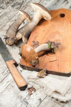 Wild mushrooms on cutting board. From the series "Mushrooms in our kitchen"