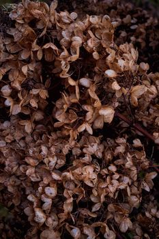 Moody dark art floral photo with little dried flowers of hydrangea on a dark dry brown background, winter backdrop, vertical