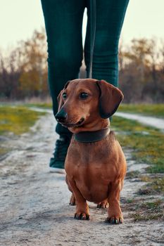 Dachshund on a leash walks ahead of the owner. Walking with a dog in nature