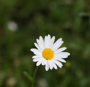 Wild chamomile on a meadow