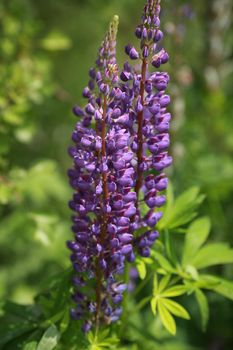 Wild lupines