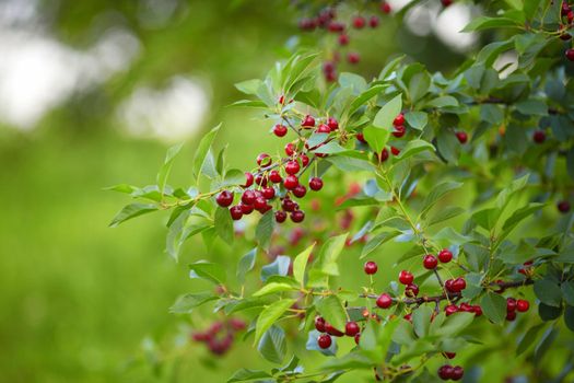 Cherry on the Tree