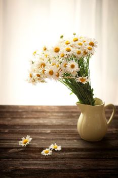 Fresh chamomile flowers on the wooden table