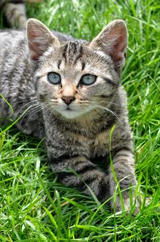 Tabby cat with green beautiful eyes lies on grass, top view