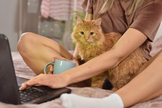 Young caucasian brunette businesswoman working at home using laptop while caressing pet red cat