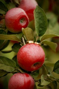 Wedding rings on the red apple. outdoor on a summer day