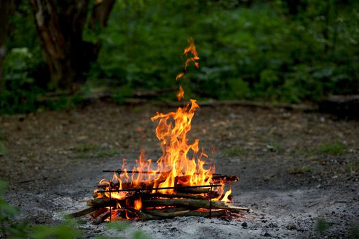 Bonfire in the forest