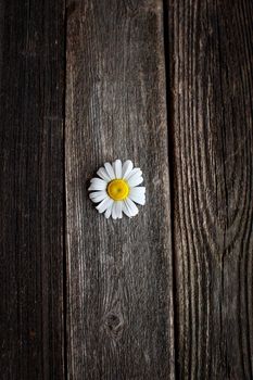 Bouquet of wildflowers on a rustic table at country cottage