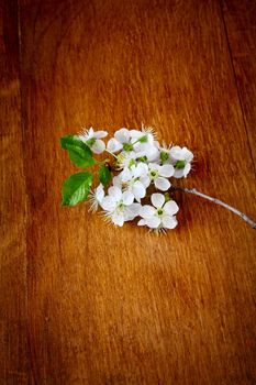 apple Blossoms on wooden background. close up