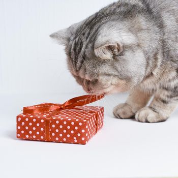 adorable kitten with red gift and ribbon on white background, concept on postcard