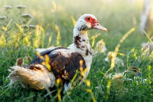 Side view of muscovy duck on grassy field, beautifully lit grass in the evening sun.