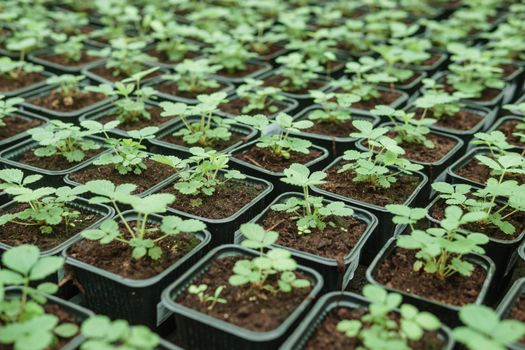 Greenhouse with a large variety of green plants. The concept of planting crops in spring. Pots with strawberry seedlings.