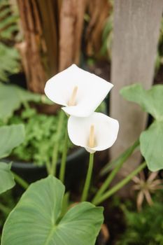 Flower - White calla close-up. Greenhouse with a large variety of green plants. The concept of planting crops in spring.