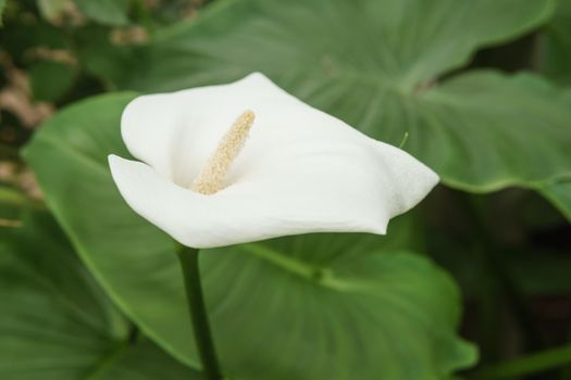 Flower - White calla close-up. Greenhouse with a large variety of green plants. The concept of planting crops in spring.
