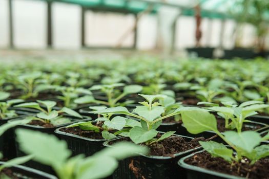 Greenhouse with a large variety of green plants. The concept of planting crops in spring. Pots with seedlings of green plants.