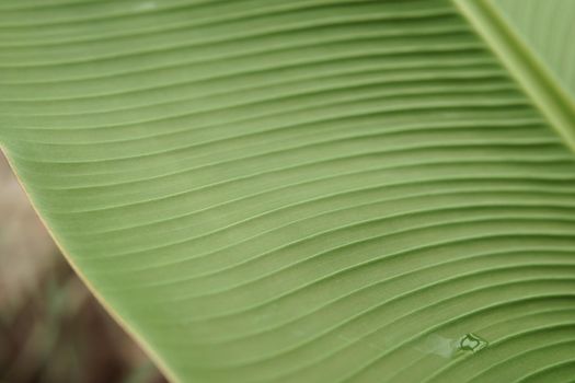 A leaf of a green plant in close-up, macro photography.