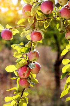 Red apples on apple tree branch. Outdoors healthy food