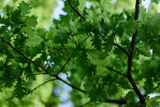 The green leaves of the oak tree on the branches glow against the blue sky, the sunlight. Planet ecology flora. High quality photo