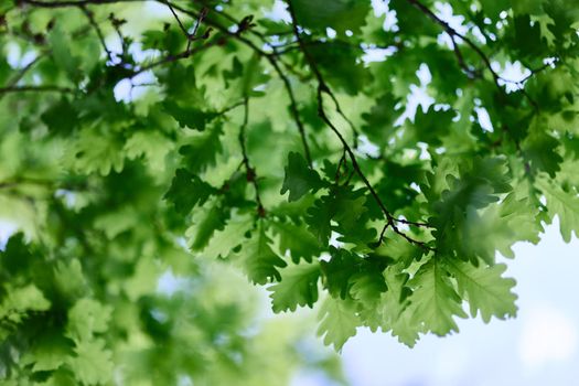 The green leaves of the oak tree close-up against the sky in the sunlight in the forest. High quality photo