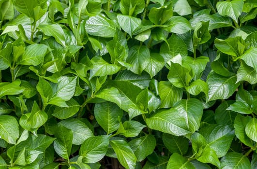 Green leaves on a sunny spring day, background