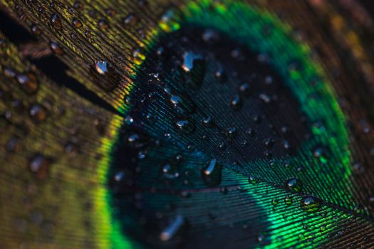 water drops beautiful peacock wall textured backdrop